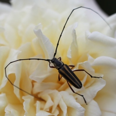 Sphaenothecus bilineatus