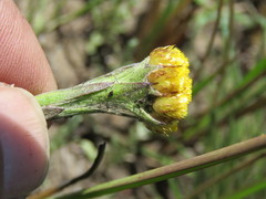 Helichrysum cephaloideum