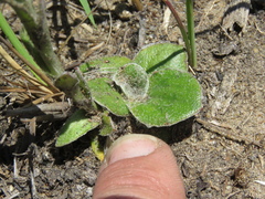 Helichrysum cephaloideum