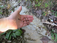 Penstemon brevisepalus