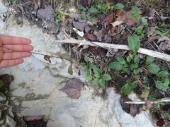 Penstemon brevisepalus