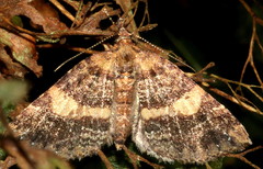 Chrysolarentia pantoea