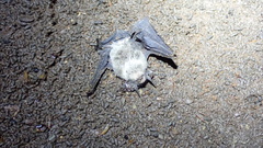 Pteronotus parnellii