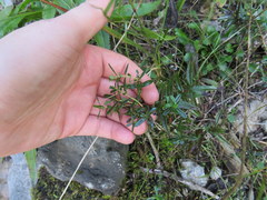 Hypericum sphaerocarpum