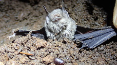 Pteronotus parnellii