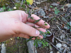 Hypericum sphaerocarpum