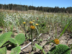 Helichrysum cephaloideum