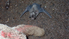 Pteronotus parnellii