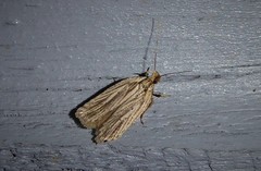 Agonopterix umbellana