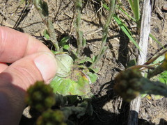 Helichrysum cephaloideum