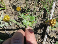 Helichrysum cephaloideum