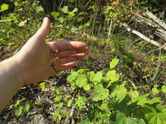 Liatris microcephala
