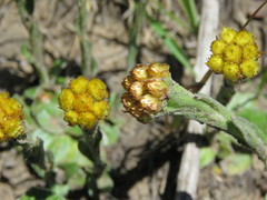 Helichrysum cephaloideum
