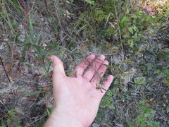 Brickellia eupatorioides eupatorioides