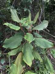 Miconia serrulata