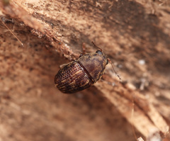 Choraginae