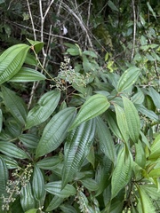 Miconia laevigata