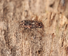 Corrhecerini