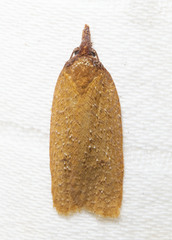 Sparganothis distincta
