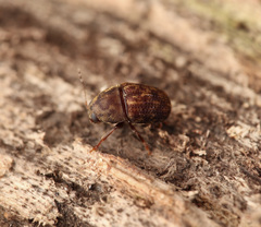 Choraginae