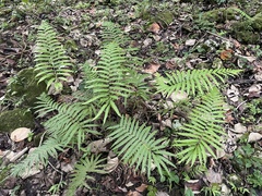 Pelazoneuron abruptum