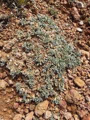 Oxytropis oreophila