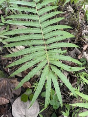 Pelazoneuron abruptum