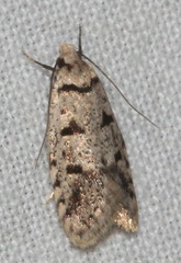 Scatochresis episema