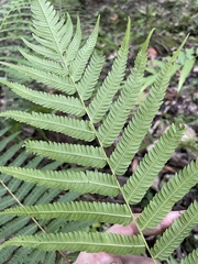 Pelazoneuron abruptum