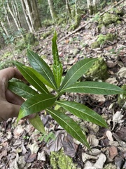 Stenostomum resinosum