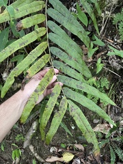 Pteris grandifolia