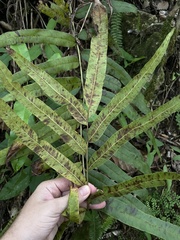 Pteris grandifolia