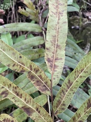 Pteris grandifolia