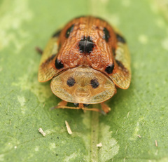 Laccoptera nepalensis