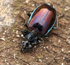 Physodera eschscholtzii