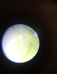 Stigeoclonium