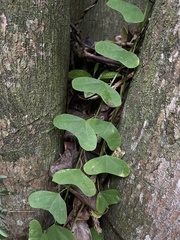Passiflora murucuja