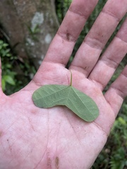 Passiflora murucuja
