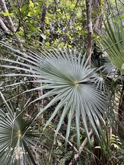 Coccothrinax alta