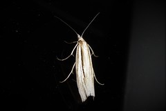 Orocrambus ramosellus
