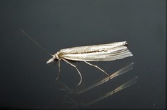 Orocrambus ramosellus