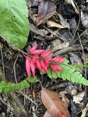 Neorudolphia volubilis