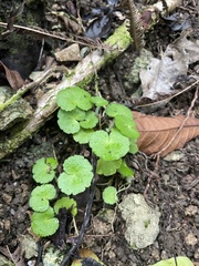 Hydrocotyle hirsuta