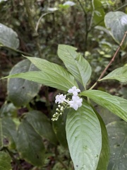 Gonzalagunia hirsuta