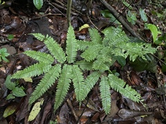 Adiantum tetraphyllum