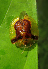 Aspidimorpha furcata