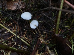 Strobilurus albipilatus
