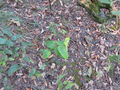 Spigelia marilandica