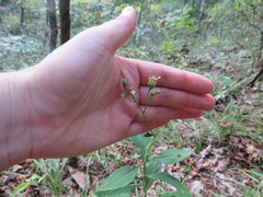 Doellingeria infirma