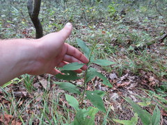 Doellingeria infirma